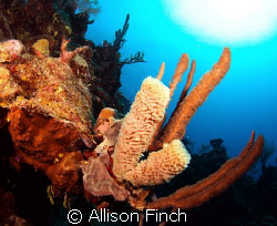 Tube sponge in the depths. by Allison Finch 